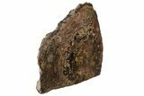 Polished Stromatolite (Greysonia) Section - Bolivia #197395-5